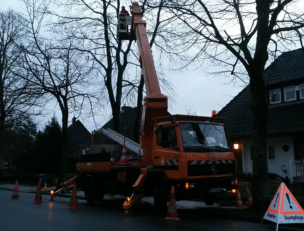 Baumpflege mit Steiger